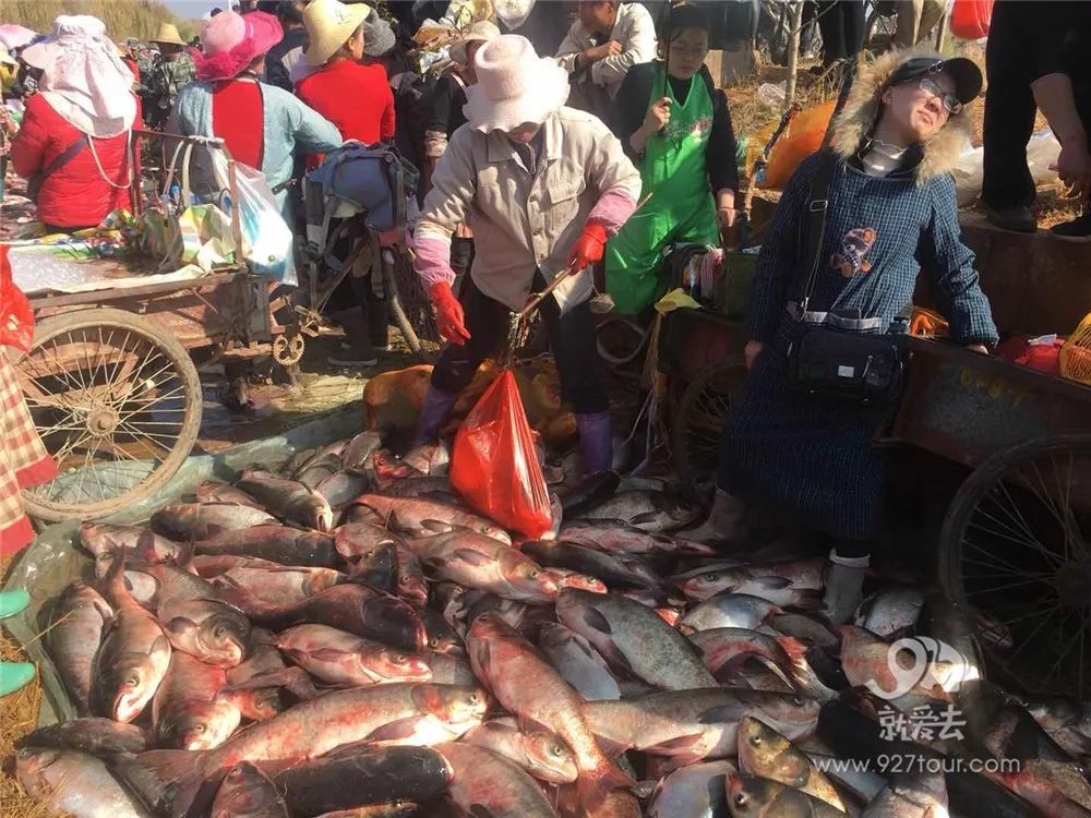 湖底捞金,封湖一年的家常湖开湖了!江川上万星云汤酸菜谱肥牛图片