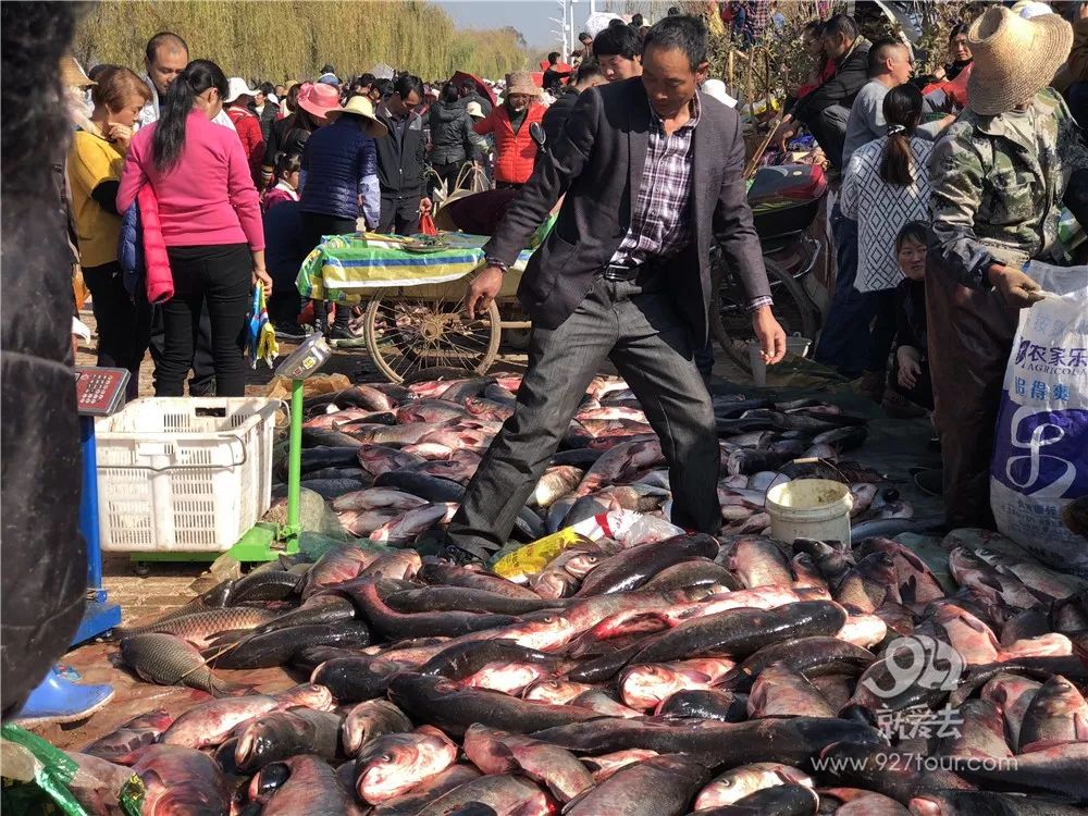 湖底捞金,封湖一年的蜂蜜湖开湖了!江川上万星云吃早餐燕麦片图片