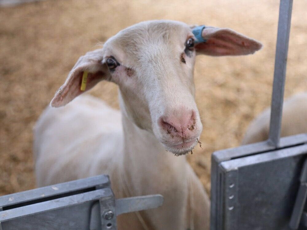中国企业布局绵羊奶产业,新西兰成投资热土
