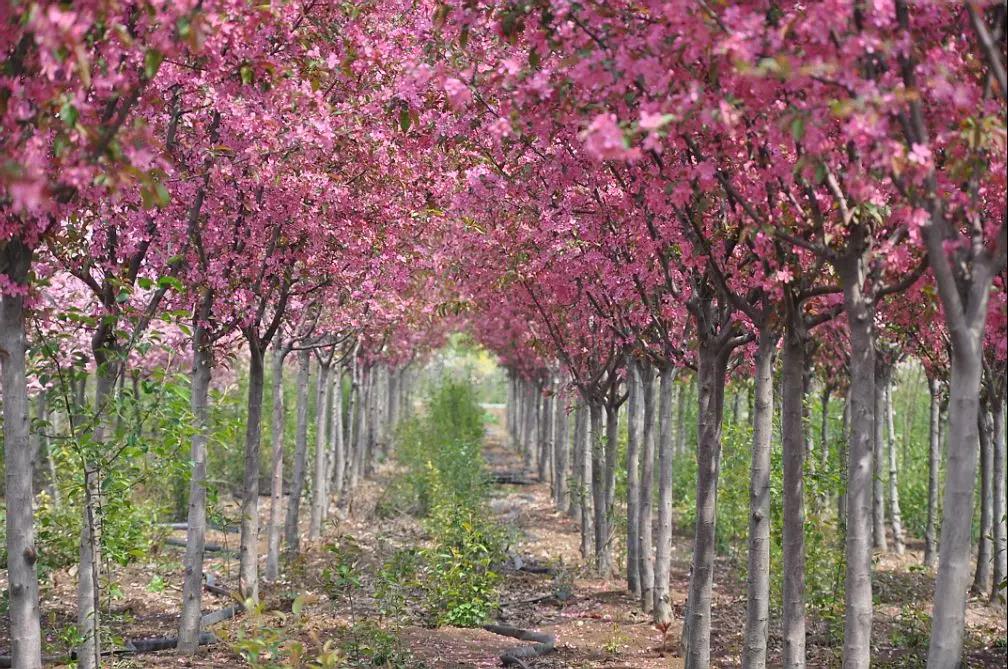 厉害了!省委书记点赞衢州一村万树!