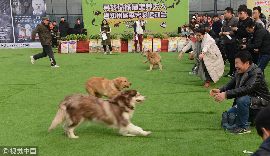 郑州举行宠物冬运会 狗狗萌翻天