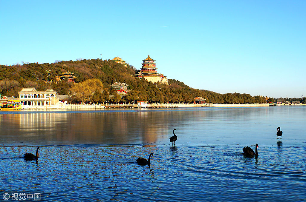北京颐和园昆明湖变身"天鹅湖" 黑天鹅戏水惹人爱