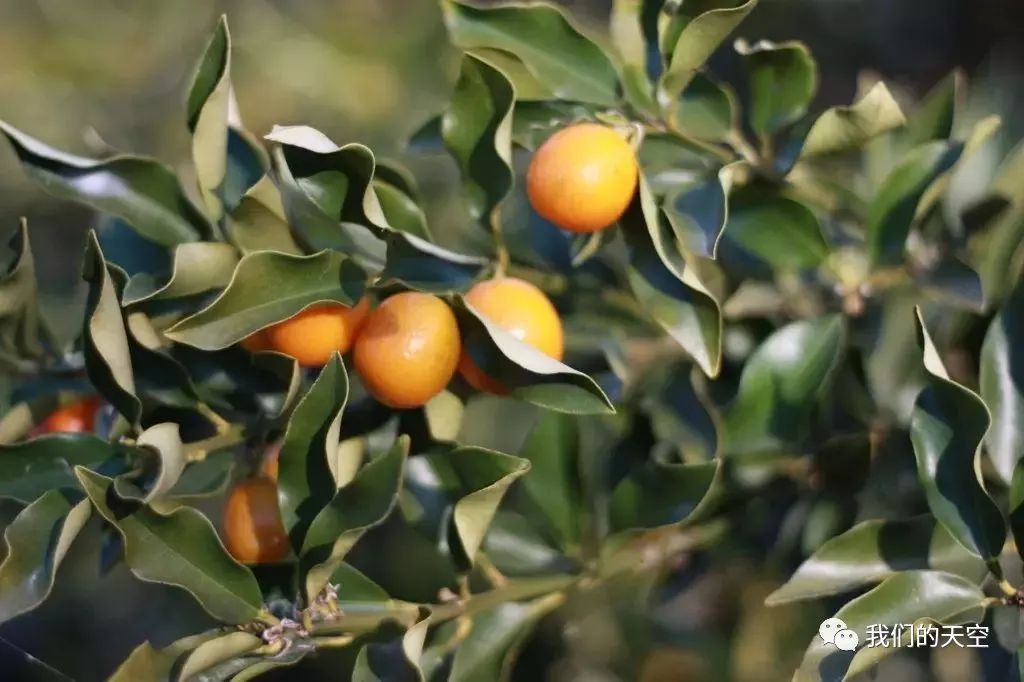 今日大雪:茫茫原野一片白,万物冬藏待春来|养生