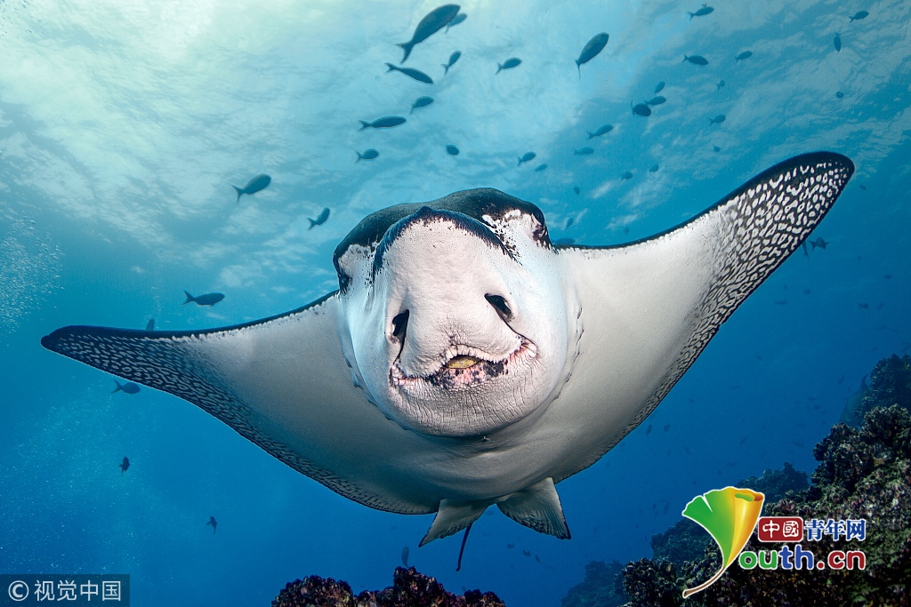 班鳐鱼图片_纵览新闻