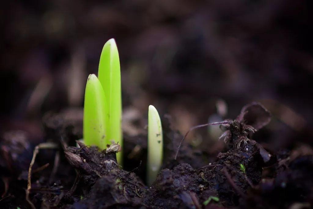 【夜读】又是一年春好处,莫负它