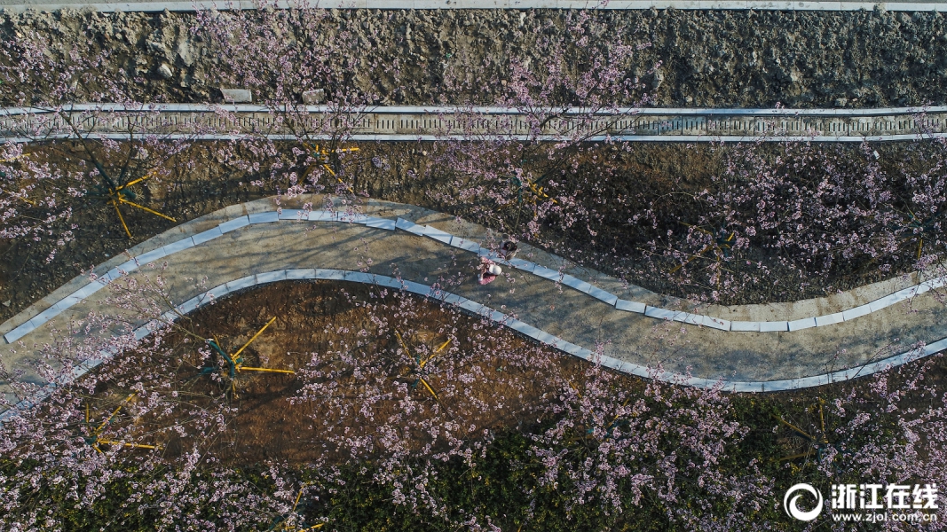 第四届太平猴魁非遗文化节举行