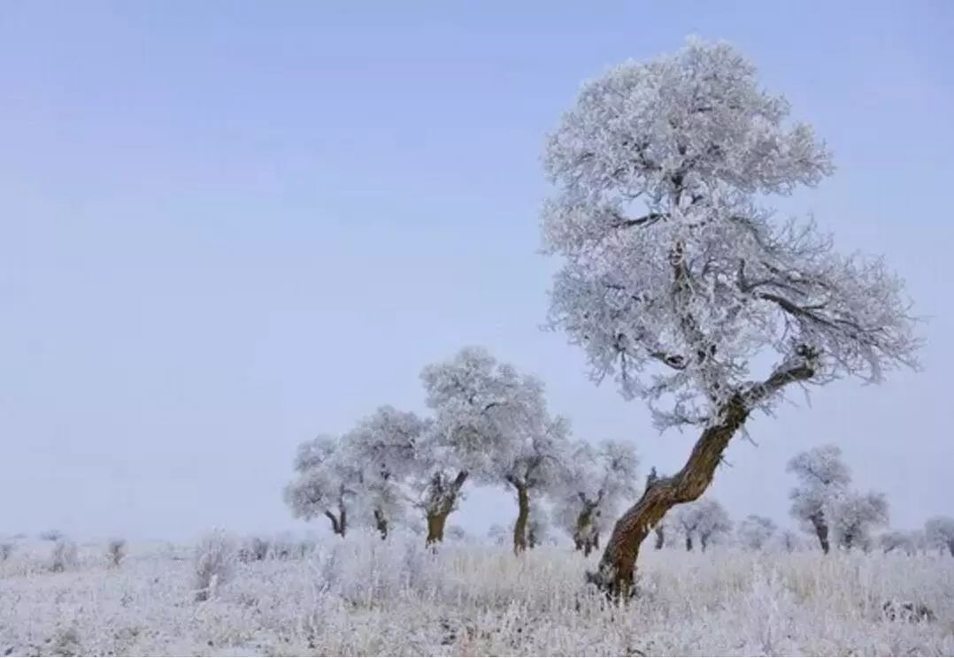 东方早安丨忽如一夜春风来,千树万树梨花开|梨花|万树|判官_新浪新闻