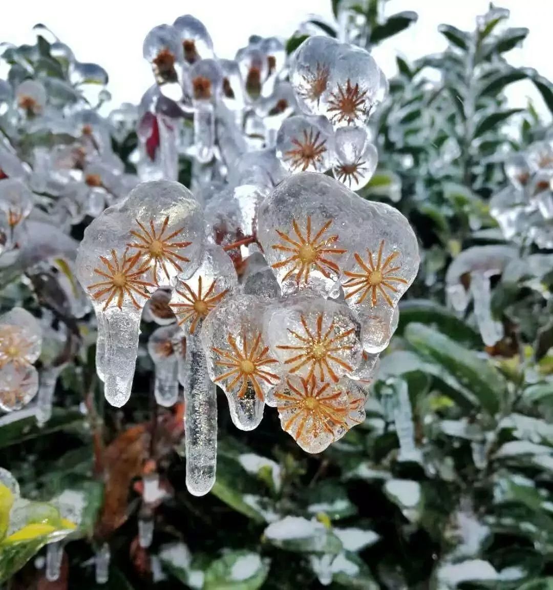 冰雪覆盖下的冷艳,美到心醉!