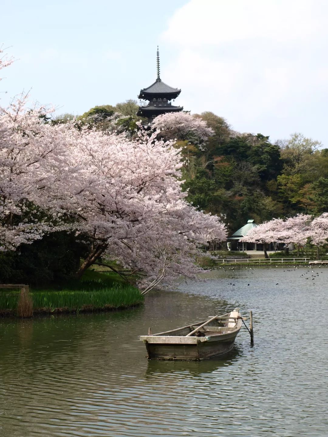 全球梦幻十大必去美景,日本唯一入选的景点就