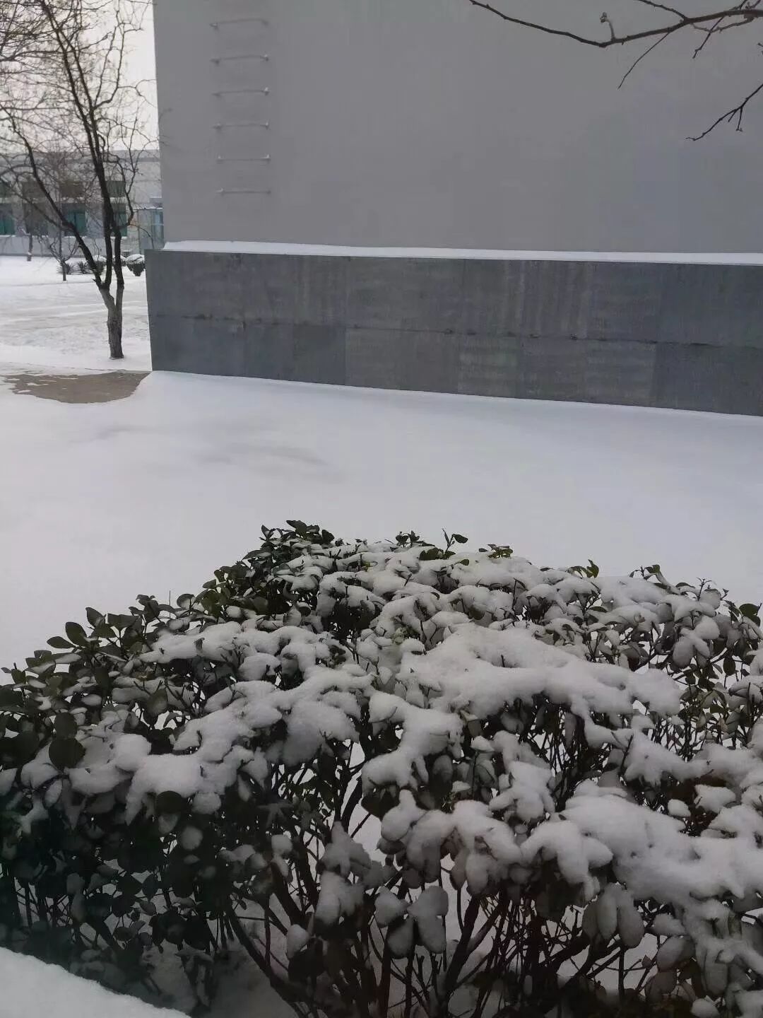 石家庄终于下雪啦!再也不用羡慕其他城市,快想