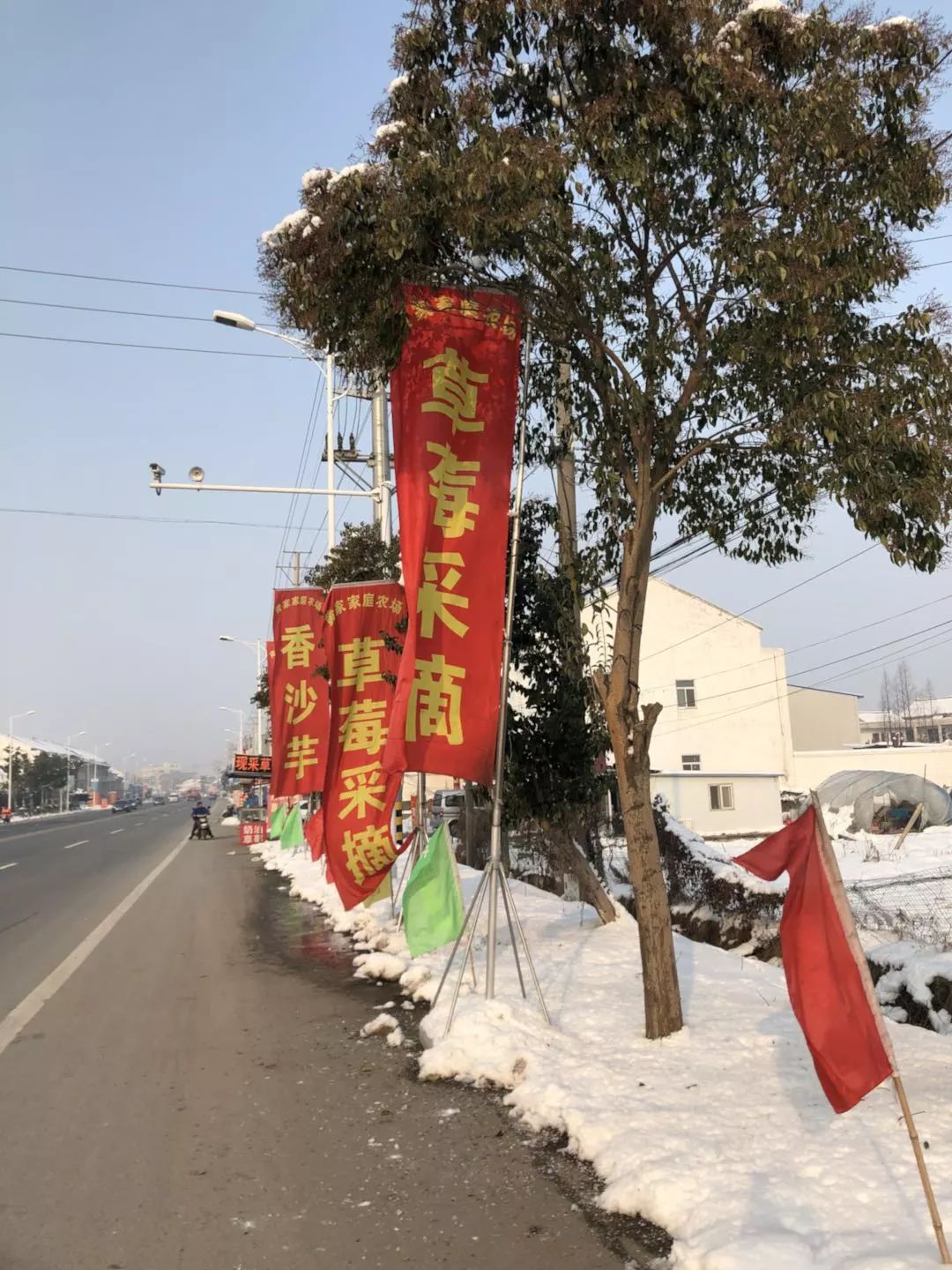 采草莓咯!这份《2018最新靖江草莓采摘地图》