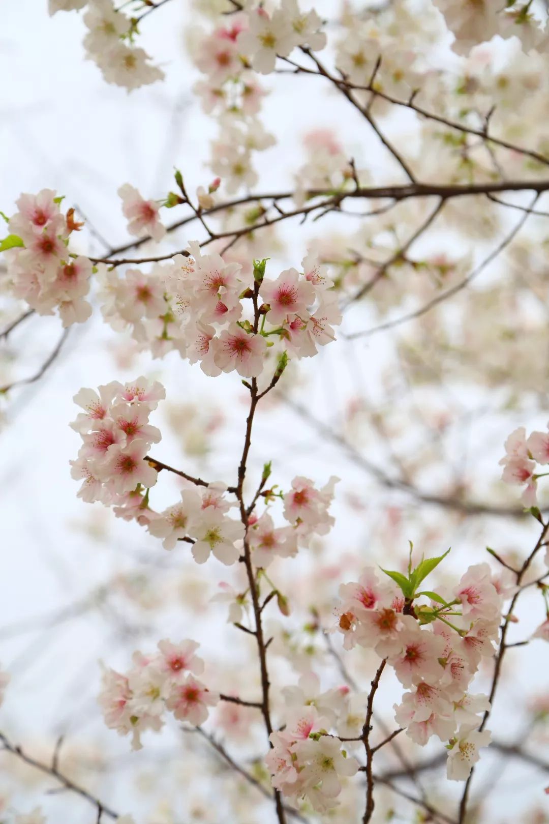 广州这个隐世樱花园,占地700亩,美得宛如仙境