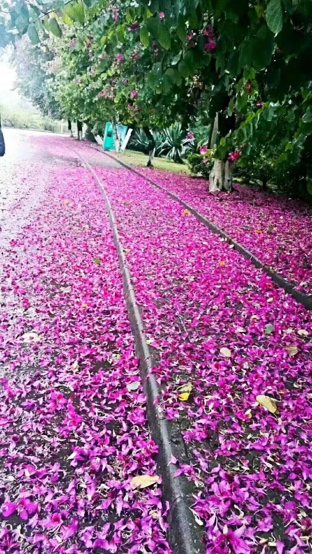 北方大雪纷飞，广州落英缤纷!已被这波"少女粉"刷爆~|广州|华南师范大学|华农_新浪新闻