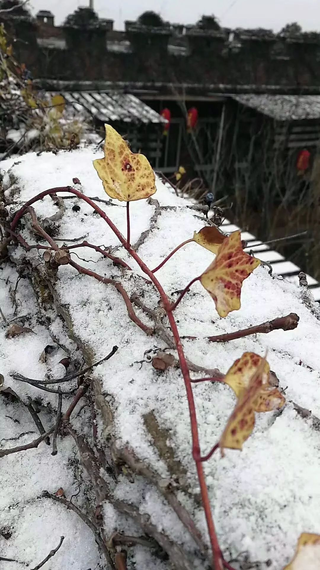 南安向阳蓬华下雪了!视频美图请查收|南安|下雪