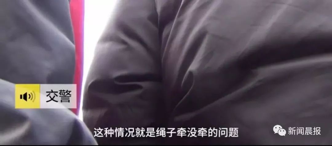 小狗没栓绳被车撞死,司机:我守法,凭什么要赔?