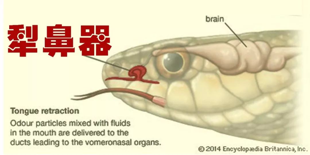 人类在退化?这些超能力你曾经都有