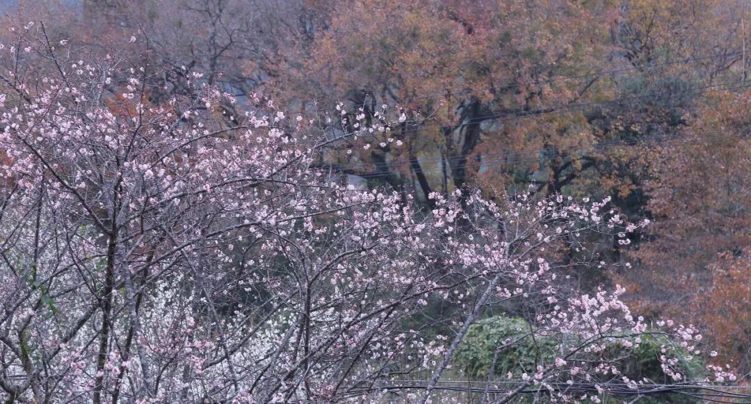 好消息!福州-永泰天门山景区专线直通车开通,别