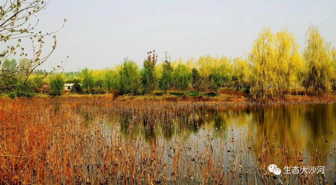 丰县黄河故道大沙河国家湿地公园最新实景美图