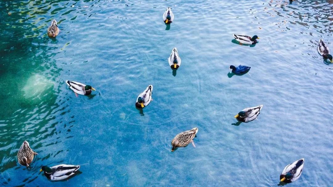 【夜读】四方食事,不过一碗人间烟火