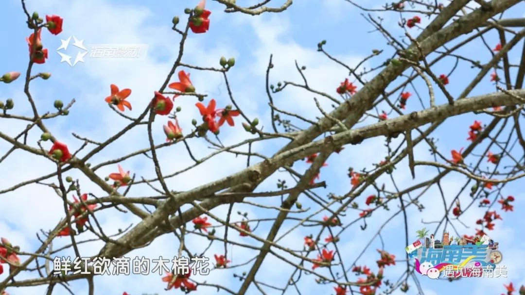 木棉花开了!海南这个地方美得不像人间!游玩攻略在此