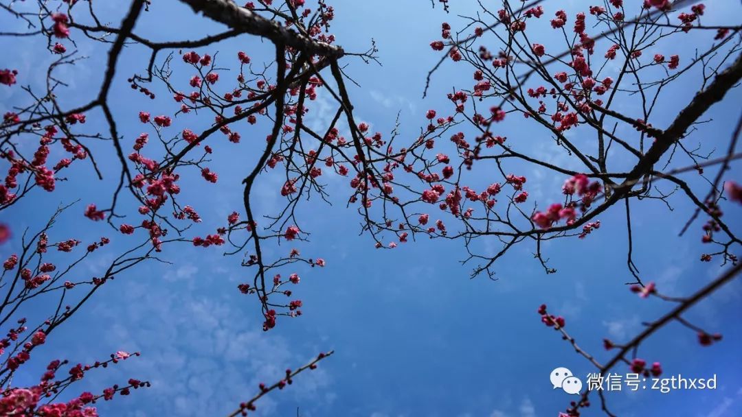 林屋梅海实时播报,晴天你错过的100张梅花照片拍给你看!
