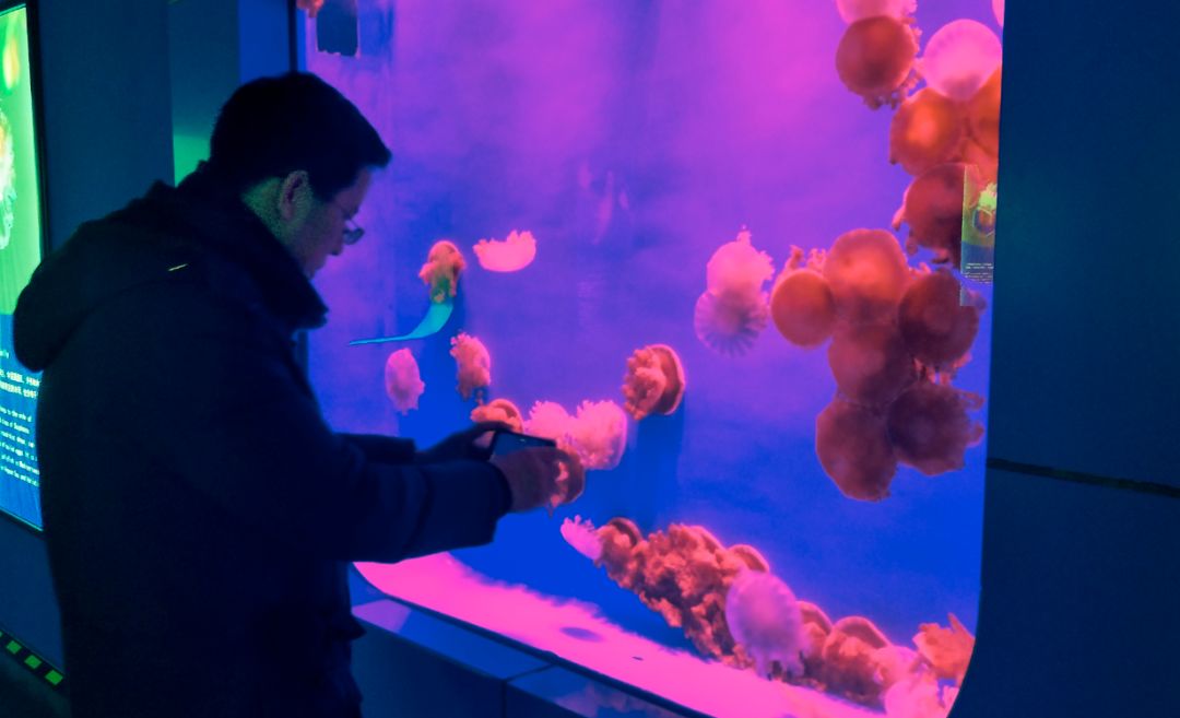 第九届长春冬季农博会2月2日开幕 倒立水母、