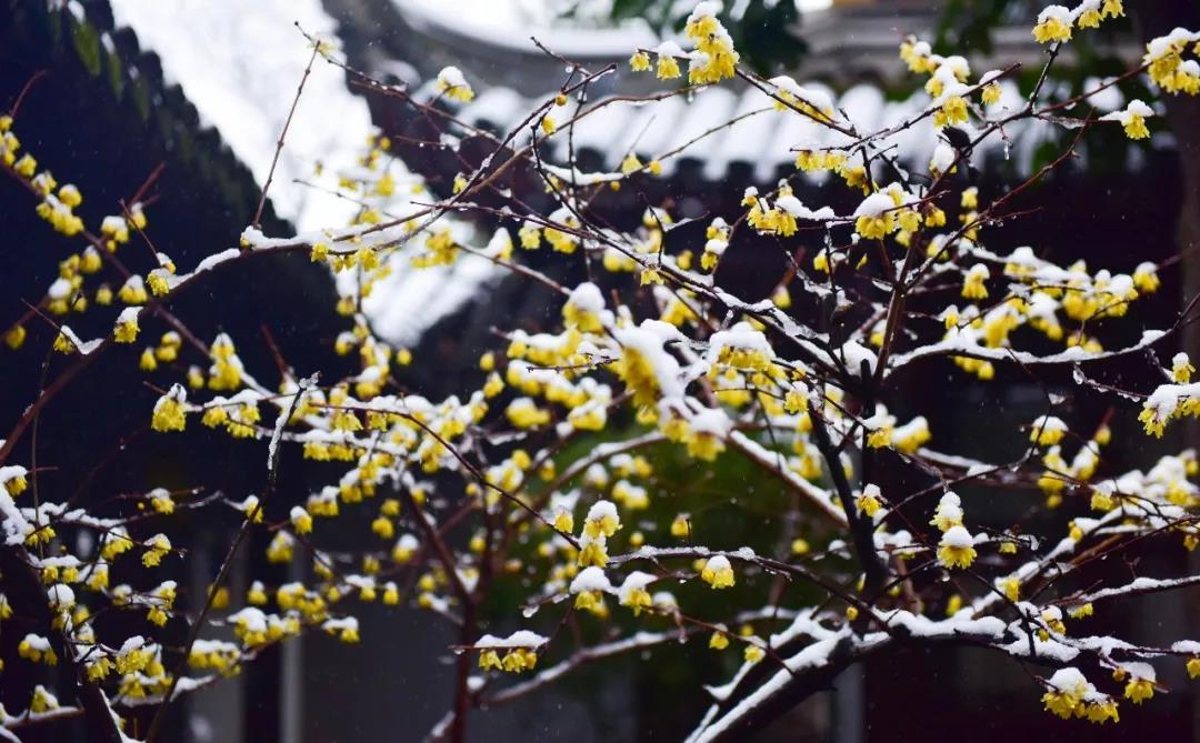 【夜读】晚来天欲雪,能饮一杯无?|茅家埠|狼山|清名桥_新浪新闻