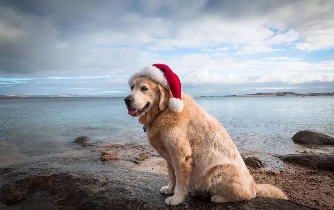 2018狗年 犬系老公 大分类,你喜欢哪一类?看完