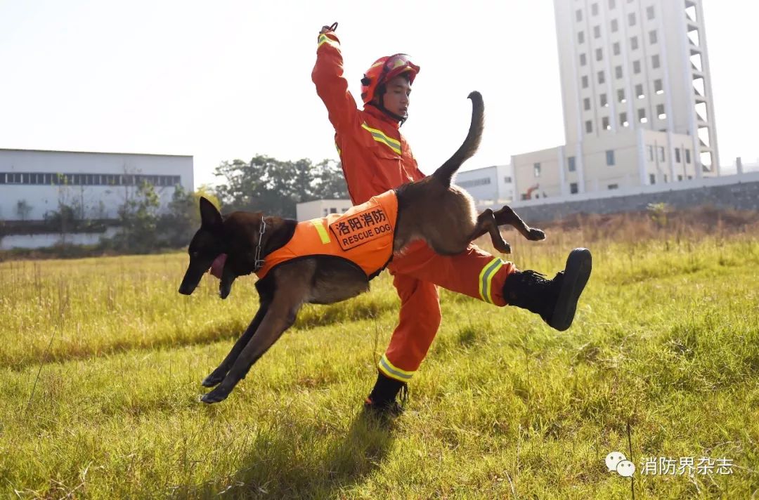 人物故事汪先强搜救犬训导员的苦与乐