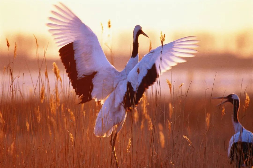 还记得丹顶鹤女孩吗?她牺牲27年后,弟弟又因公殉职……是悲歌更是壮歌!|娟子|扎龙自然保护区|视觉中国_新浪新闻
