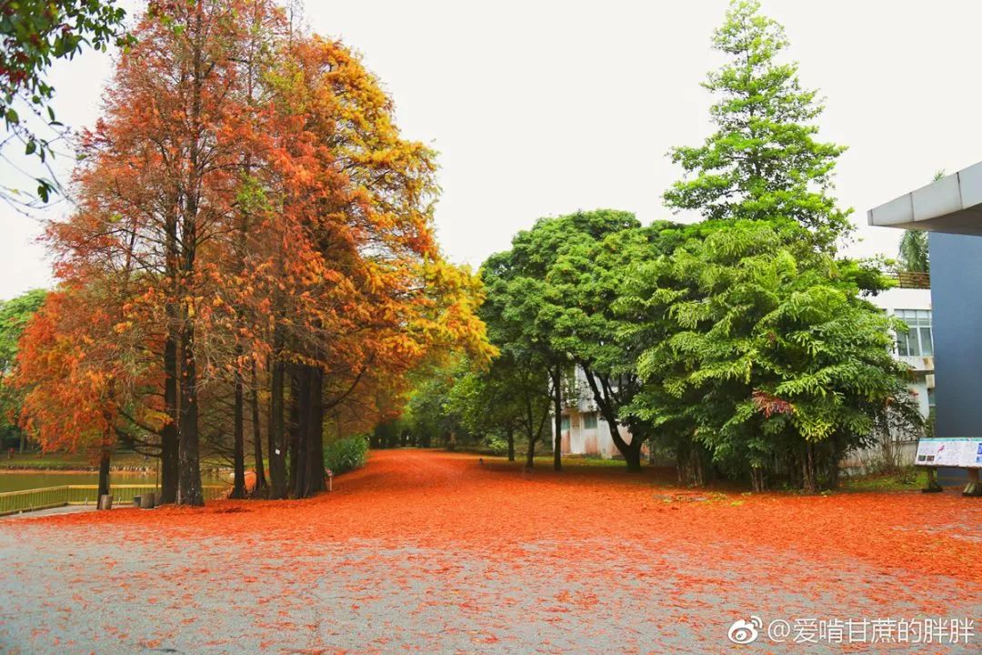 期待!广州举办花车大巡游!还有这些地方即将花