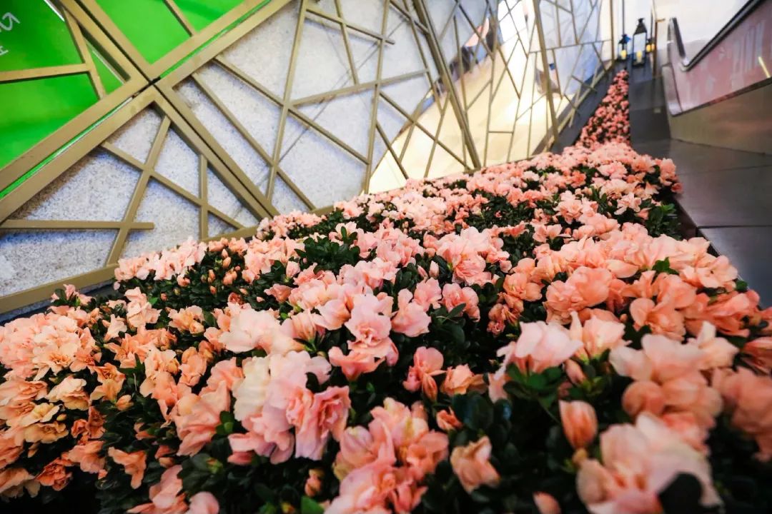 探路子 | 魔都的这栋楼居然变成粉色城堡!老夫