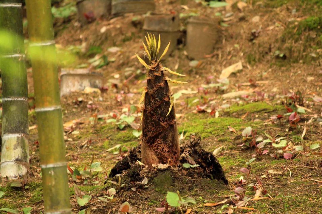 原来这就叫“竹子定律”!