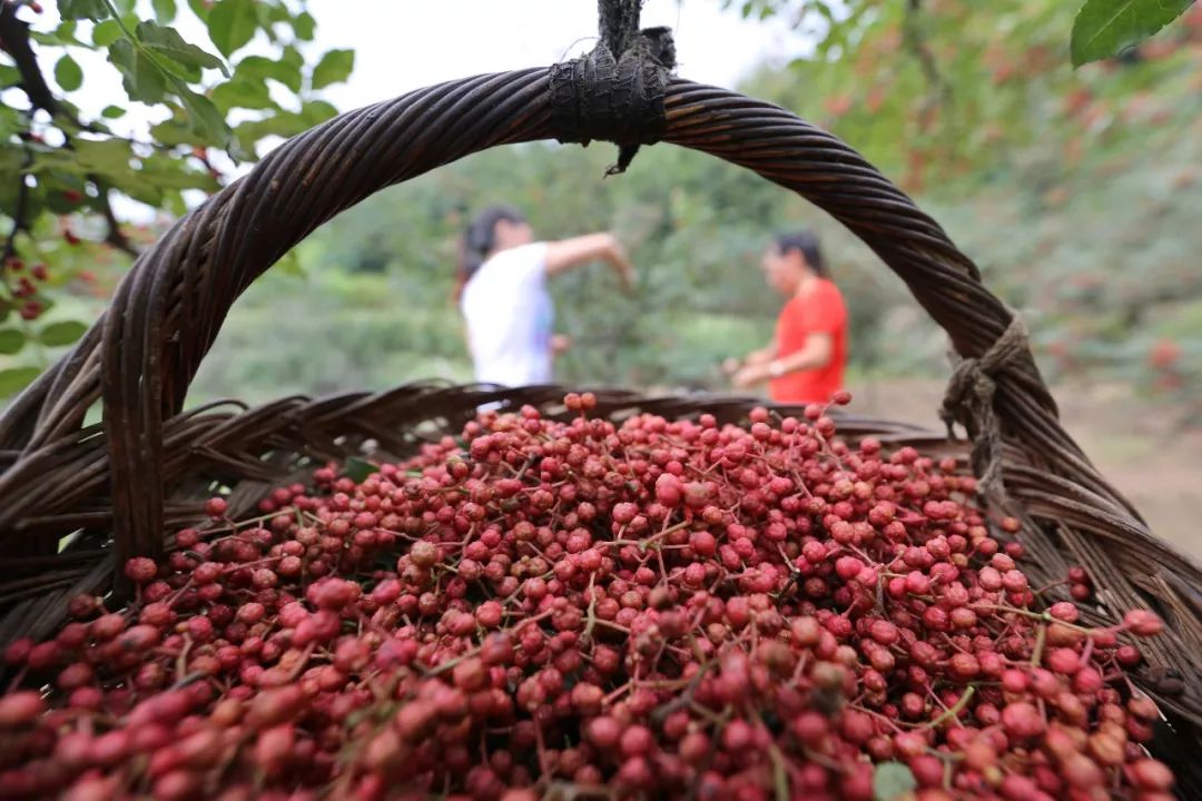 降压降糖降血脂,溶解结石还抗癌,TA却被99%的人