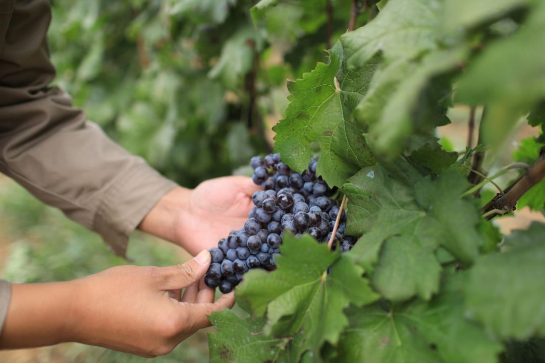 点赞 | 好酒的成长记录-从12串到8串的减法