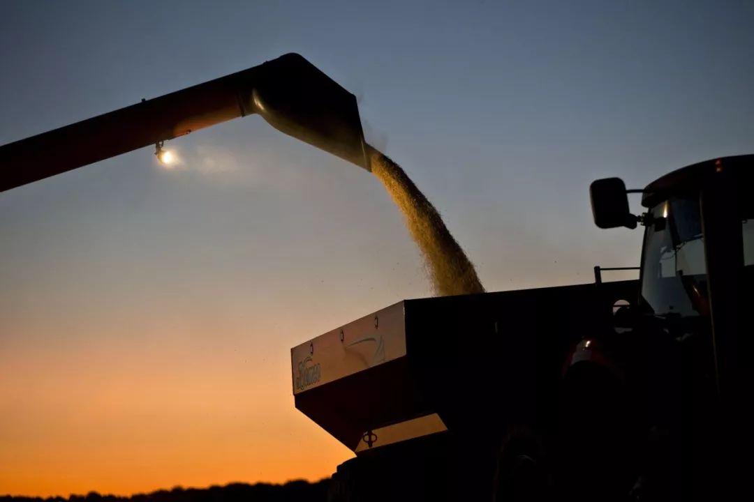 ▲黄昏时分，伊利诺伊州丰收的大豆在装车。（《华尔街日报》网站）