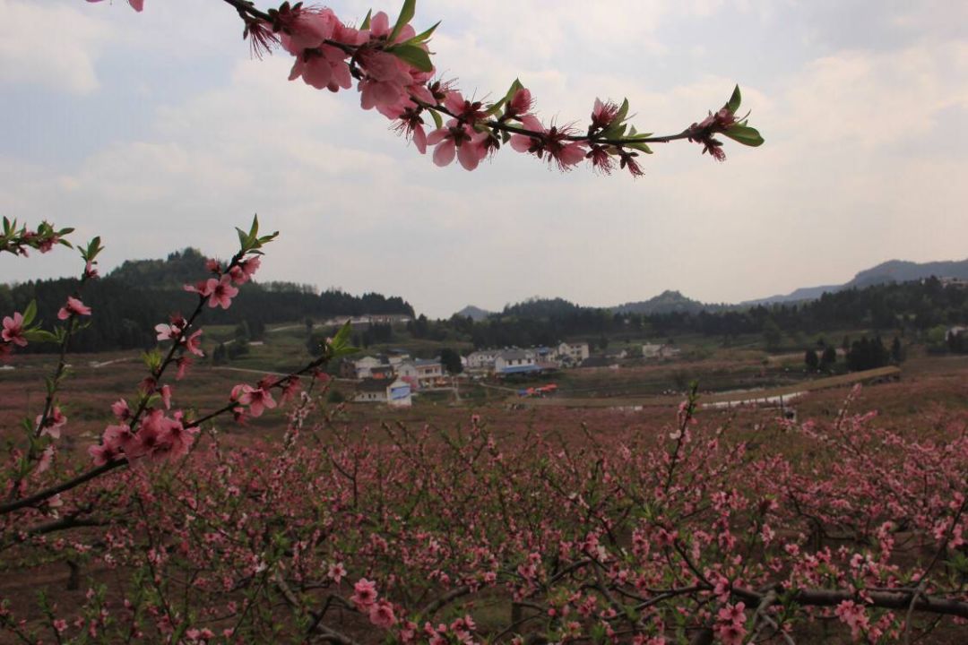 西充县第六届桃花节将于3月16日在古楼镇充国香桃源景区赵家