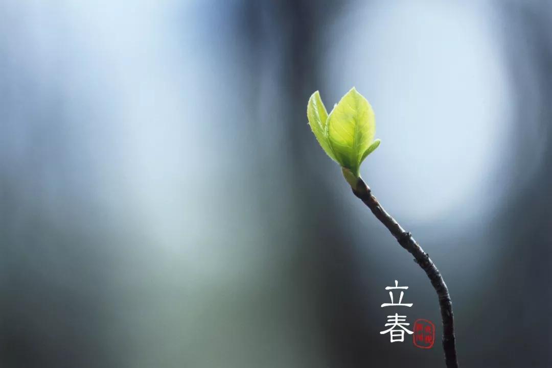 丨立春喜得晴窗好,为爱梅花写一枝|蛰虫|物候|节