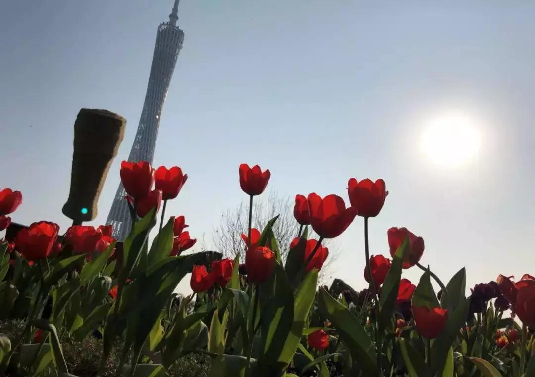 花城广场灯光音乐会开幕！广州再次惊艳世界！攻略抢先看