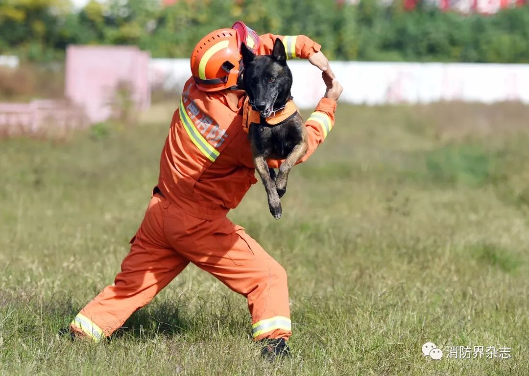 人物故事汪先强搜救犬训导员的苦与乐