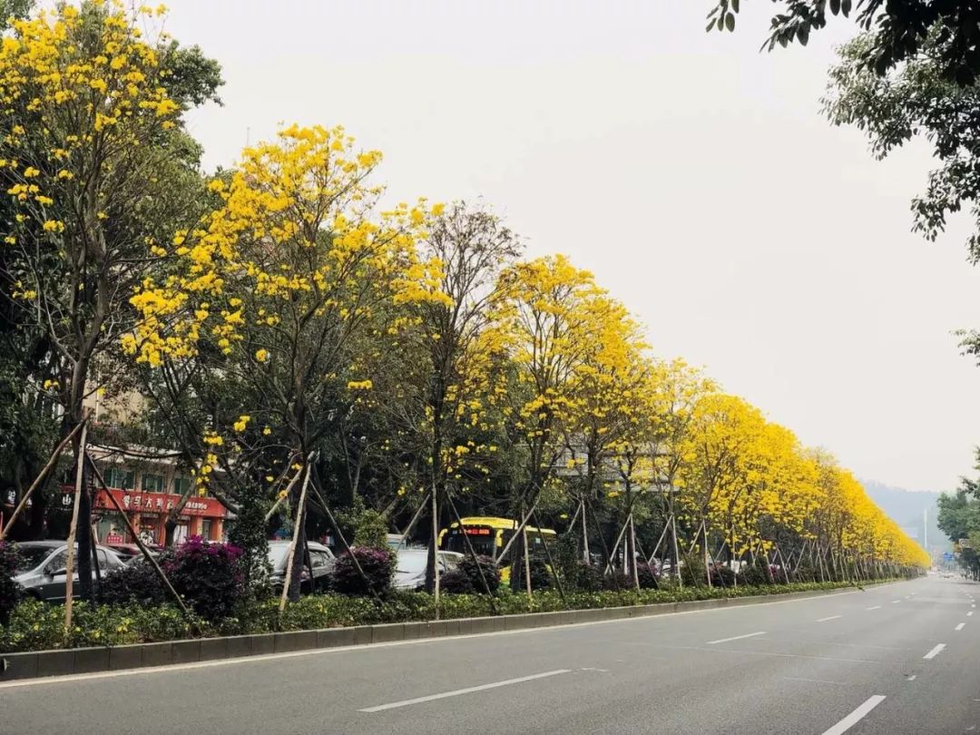 东莞这条路火了!“网红”黄花风铃木惊艳绽放，刷爆朋友圈!