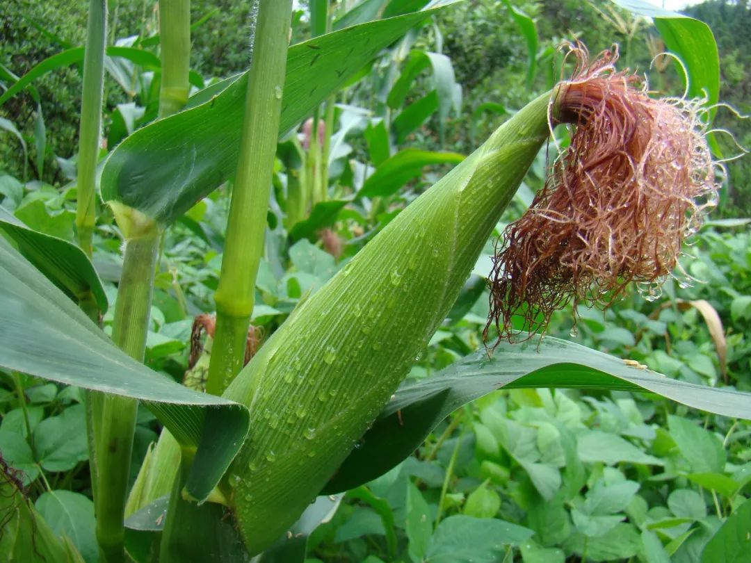 降压降糖降血脂,溶解结石还抗癌,TA却被99%的人