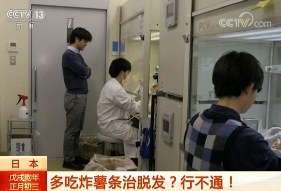 多吃炸薯条治脱发?日本研究人员:行不通!