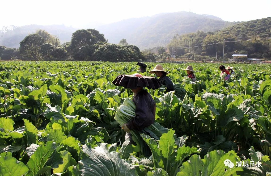 增城坚持农业农村优先发展!今年将推进建设10