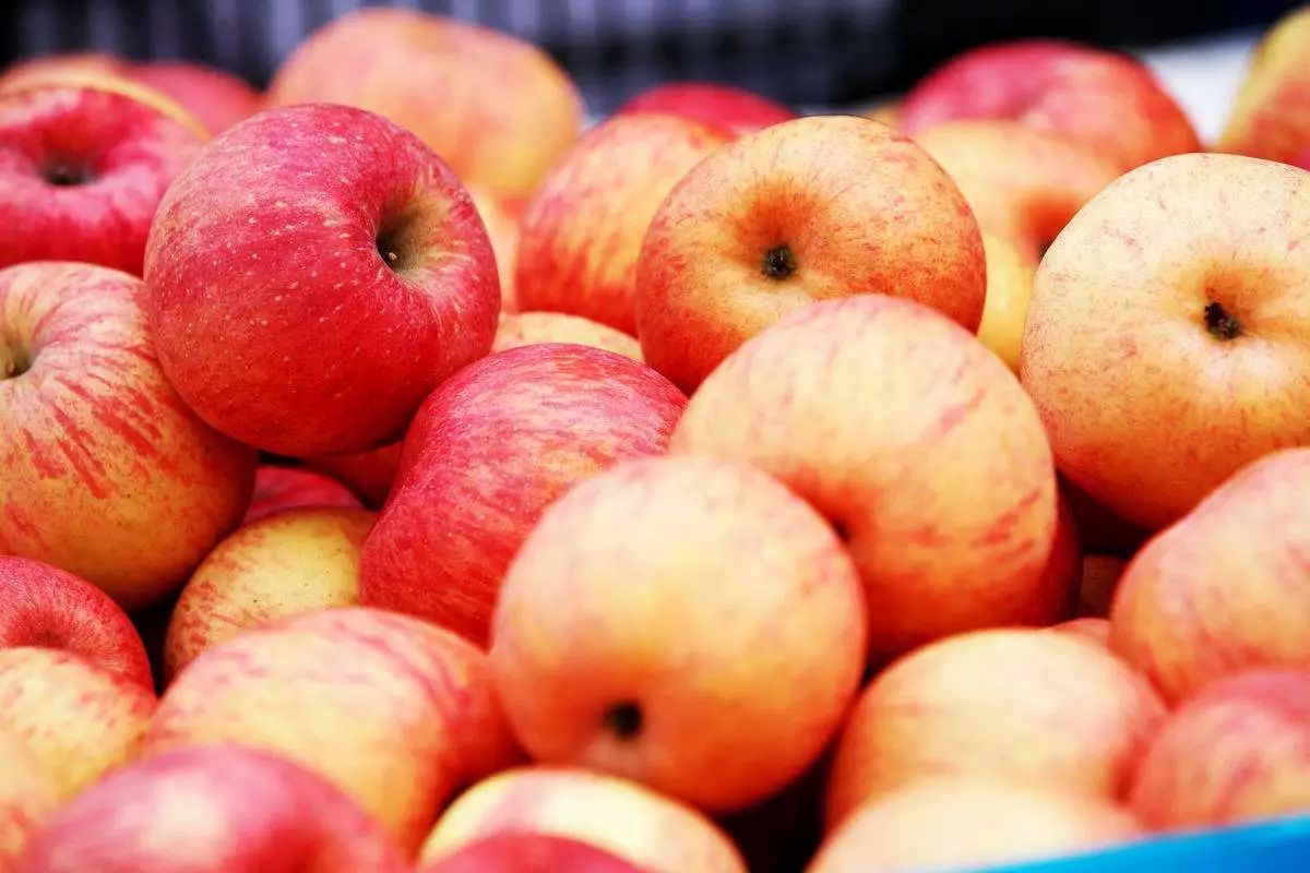 期货投资:备战苹果期货!市场规模产地气候波动