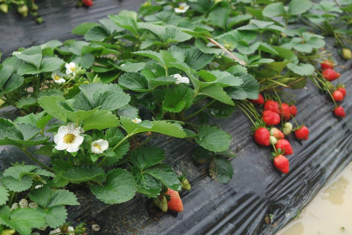 美丽南方草莓园开园啦，又宽敞又舒适，50亩草莓园新鲜待采摘！！！