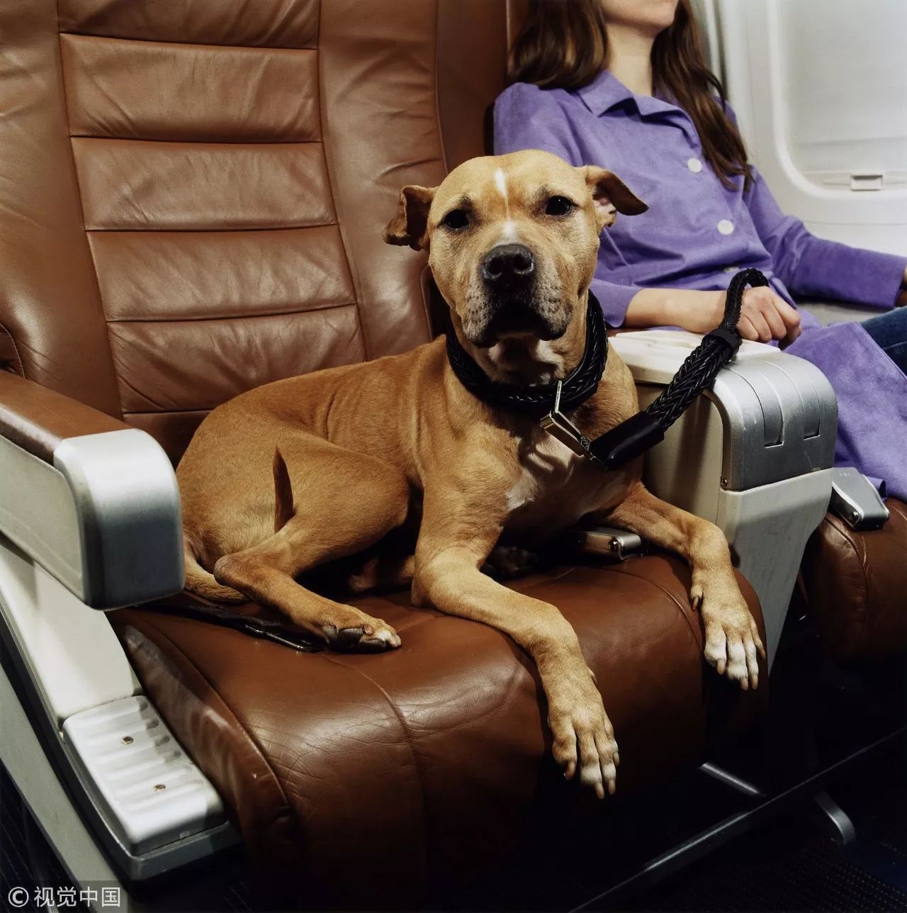 好消息!宠物犬上飞机不用再托运!今后汪星人可