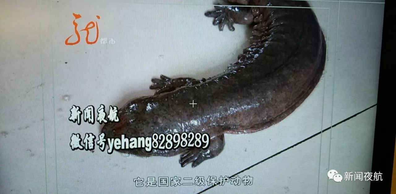 因为它的叫声比较像小孩的哭声,所以叫娃娃鱼.