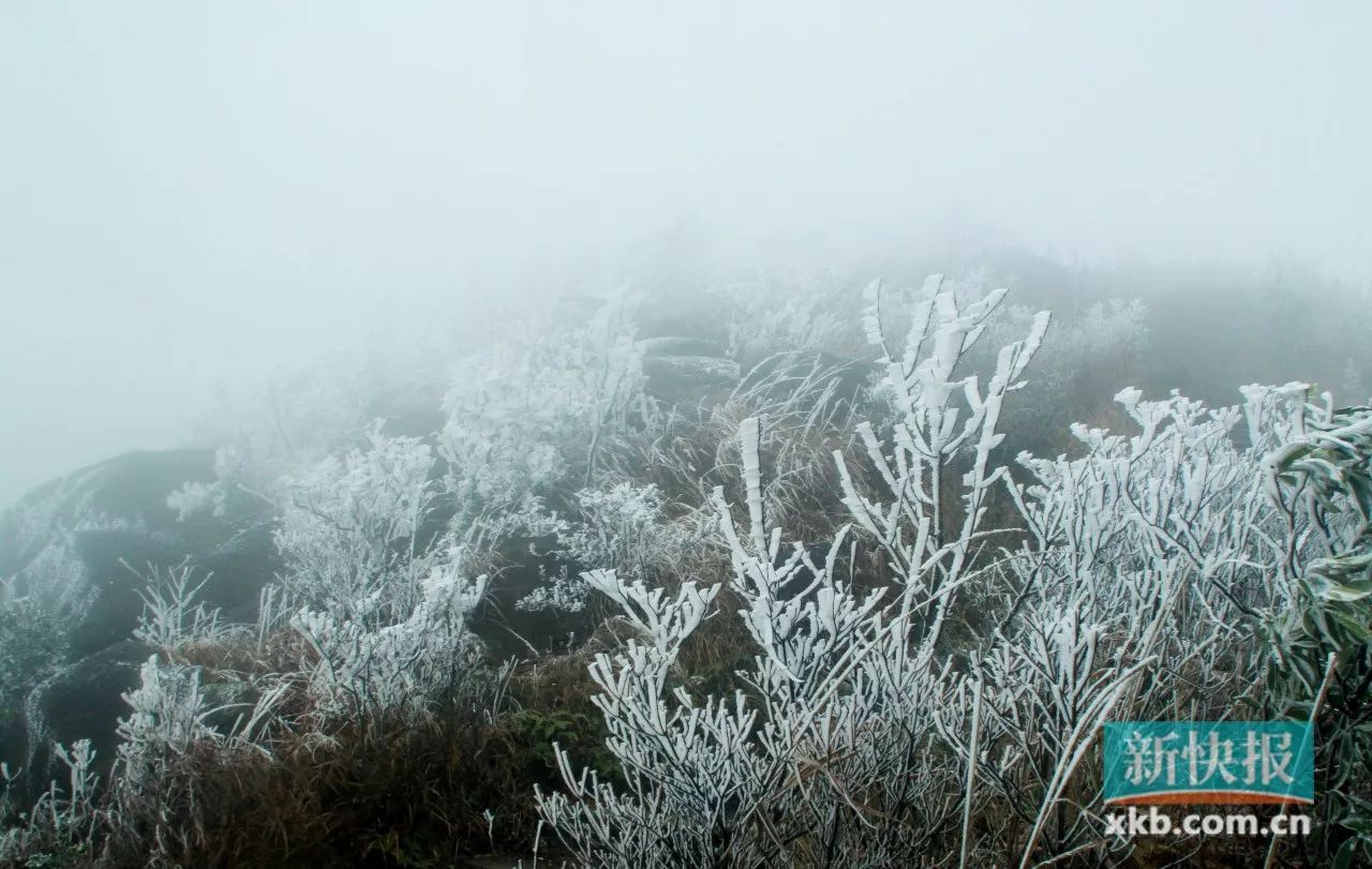 清远下雪啦!一夜冬风过 漫山冰花开|冰挂|冰凌|玉龙雪山_新浪新闻