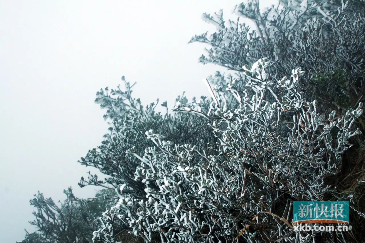 清远下雪啦!一夜冬风过 漫山冰花开|冰挂|冰凌|玉龙雪山_新浪新闻